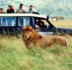 African Safari Lodge